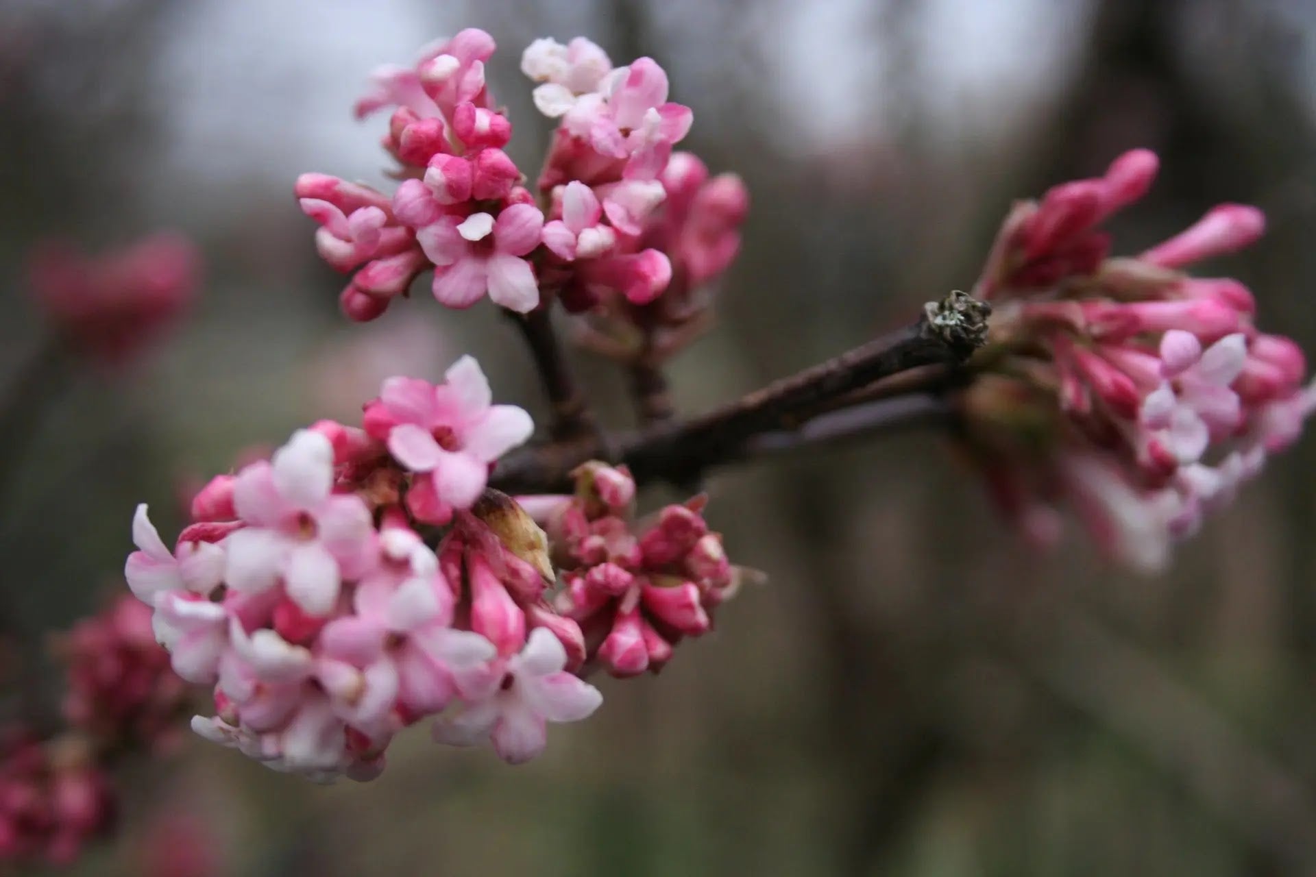 Viburnum Bodnantense Dawn arbusto deciduo con fiori rosa in giardino invernale