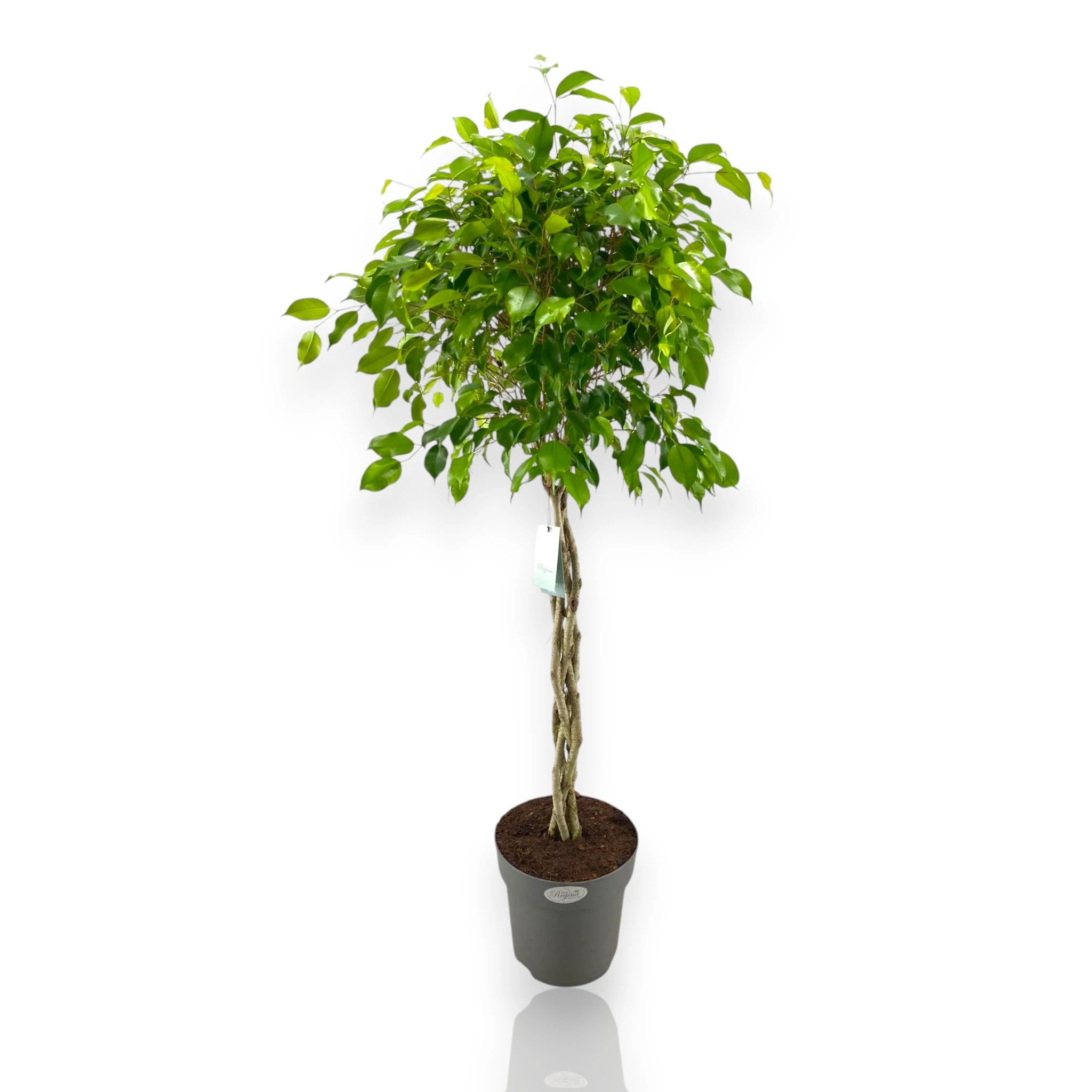 Ficus benjamina 'Exotica'