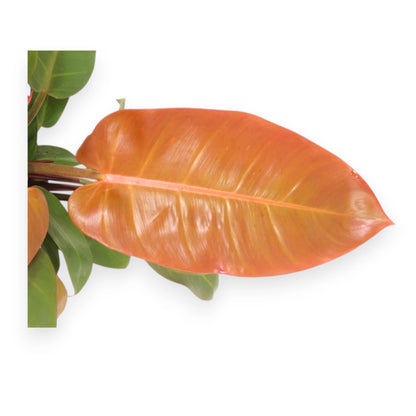 Philodendron 'Prince of orange'
