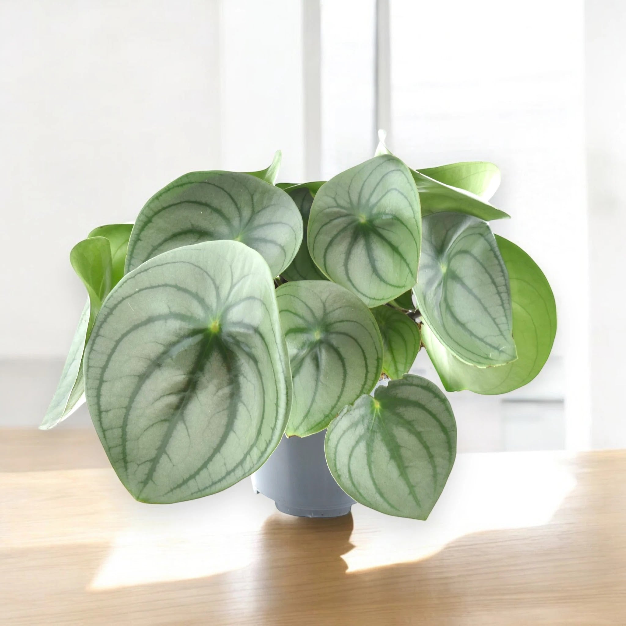 Dettaglio foglia carnosa Peperomia watermelon big con striature verdi caratteristiche a pattern anguria