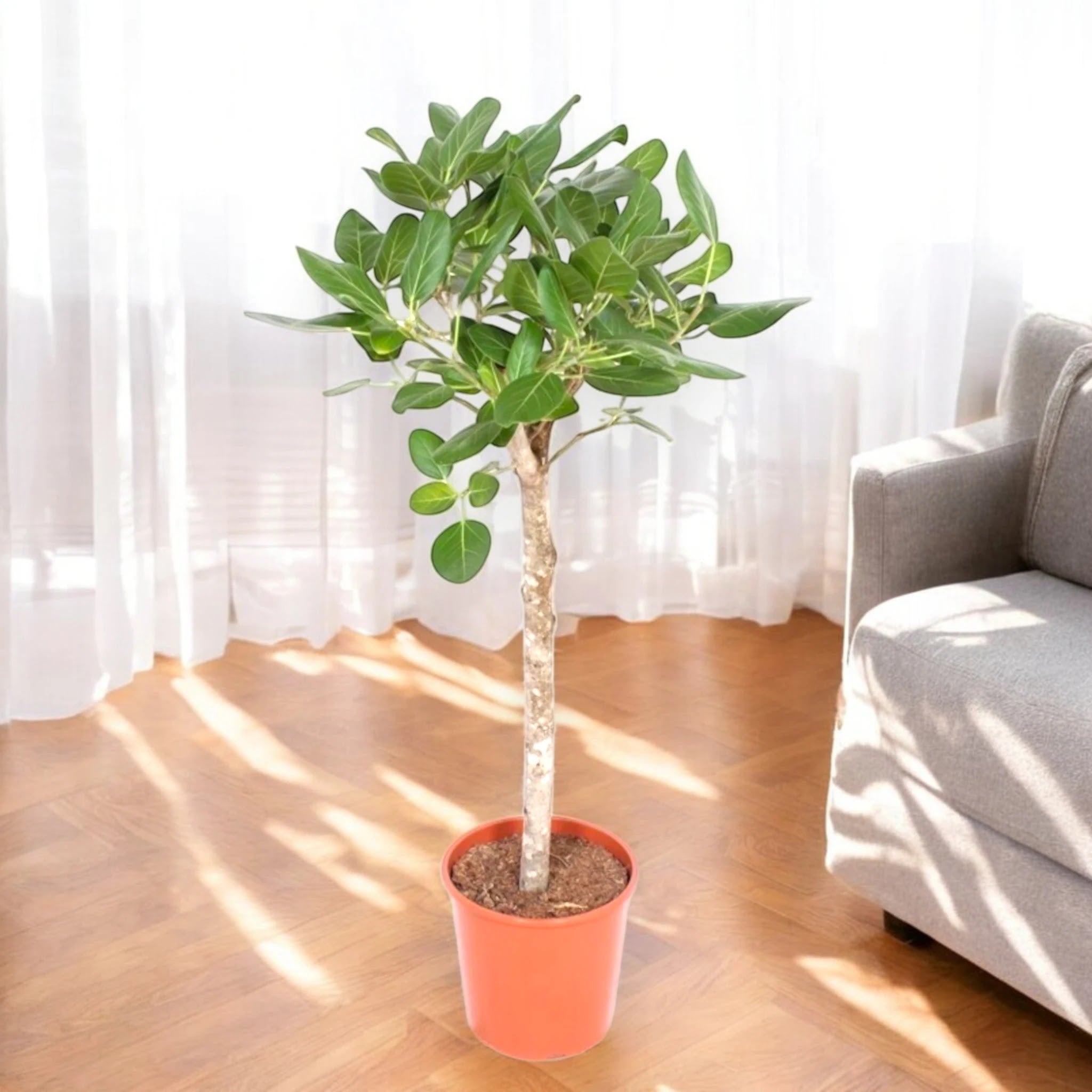 Ficus benghalensis