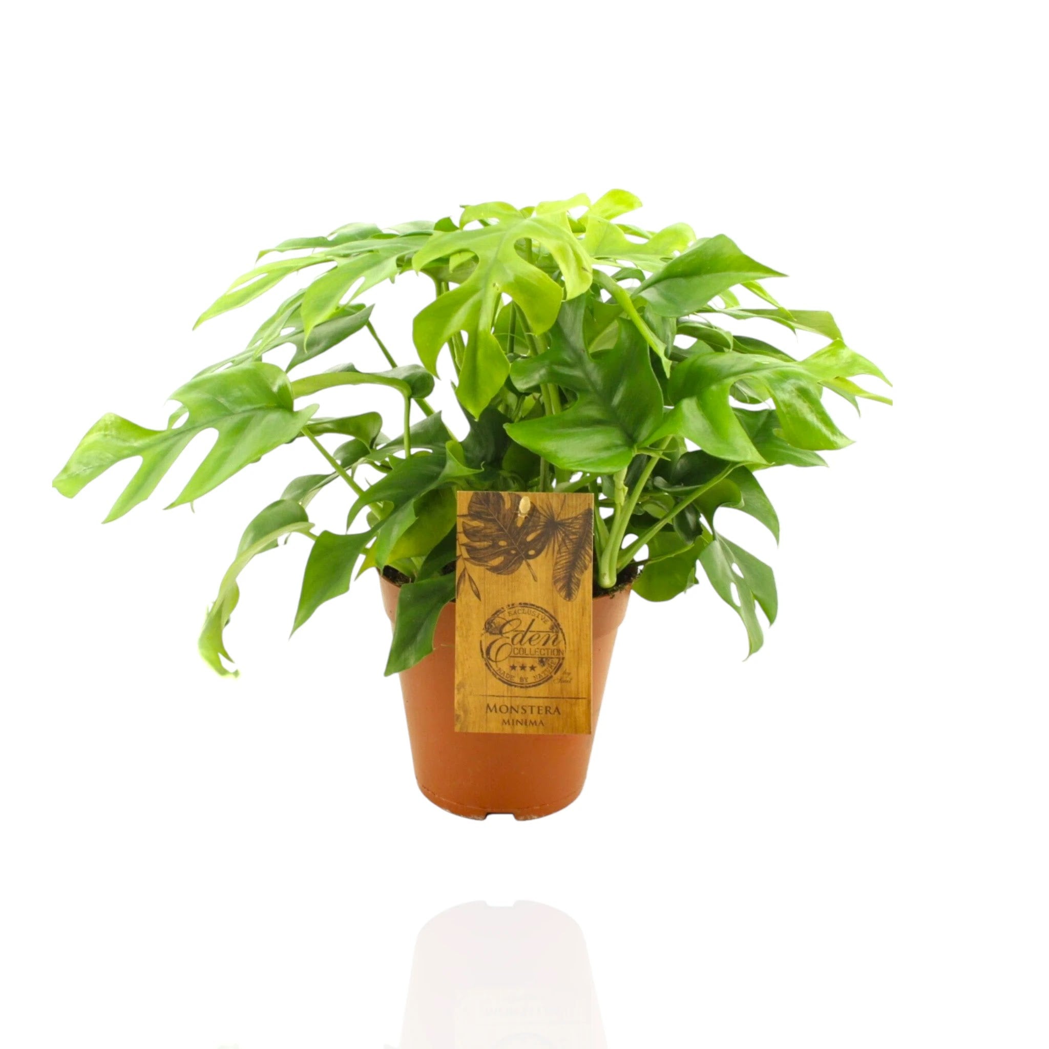 Monstera Minima - Rhaphidophora tetrasperma