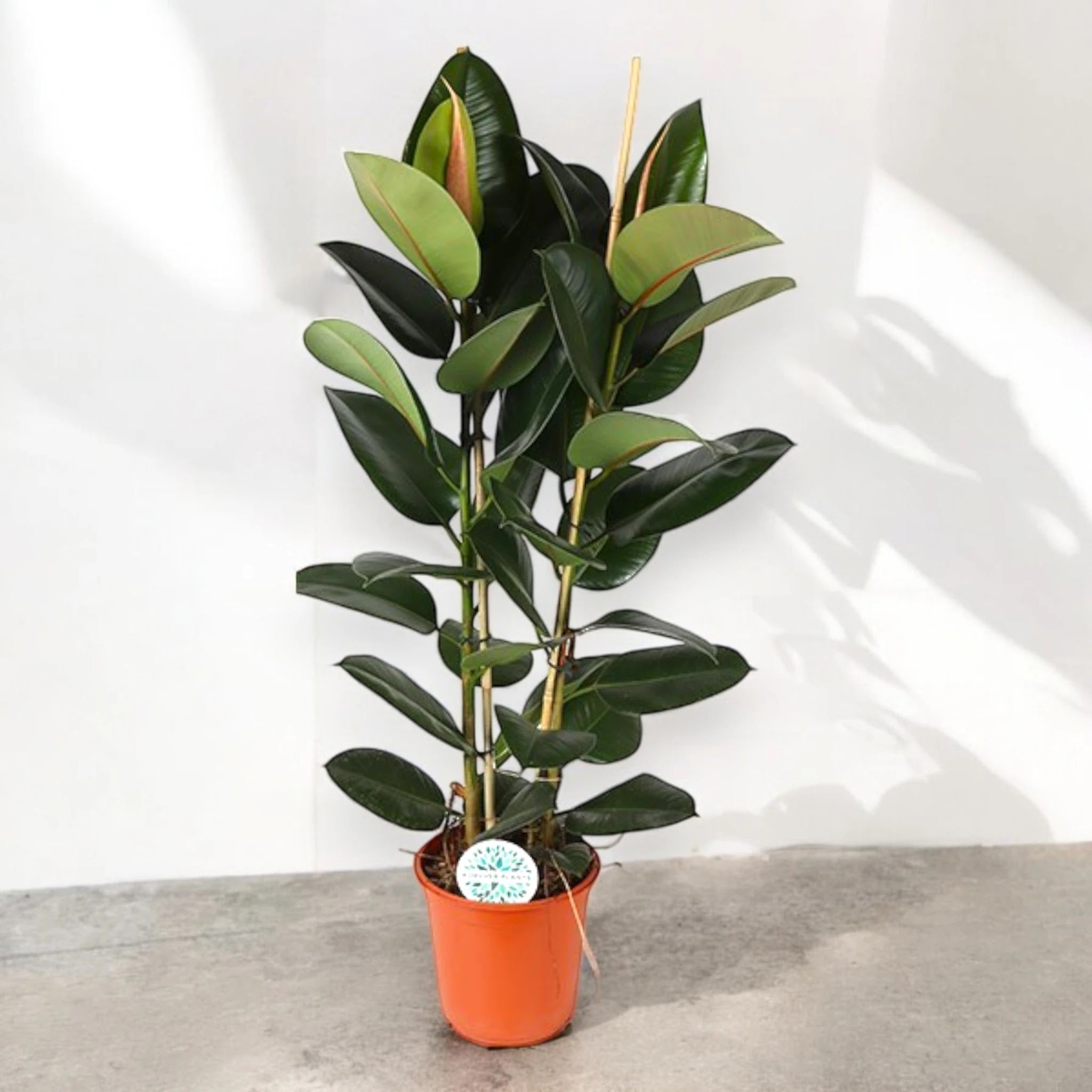 Ficus elastica 'Robusta'