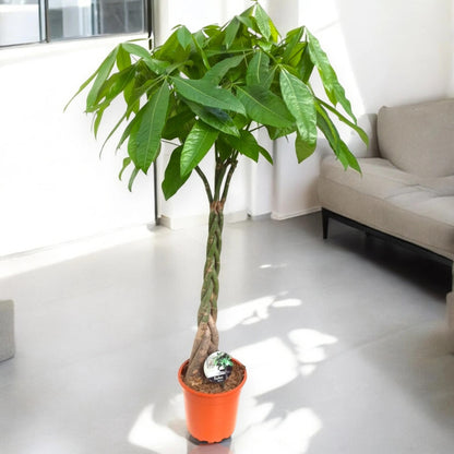 Pachira aquatica