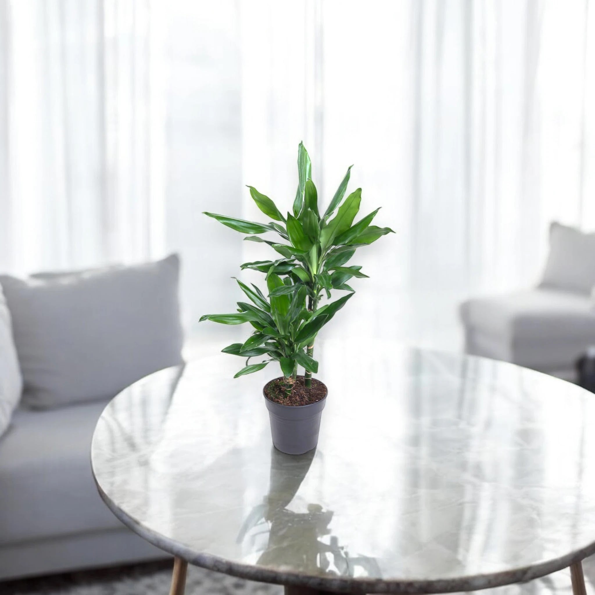 Dracaena fragrans 'Janet Lind'