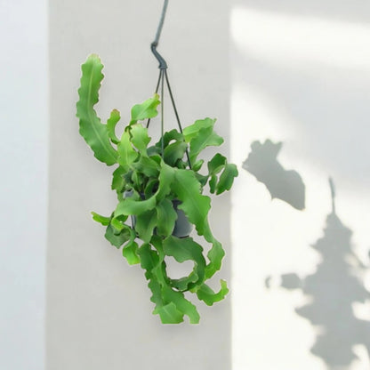 Epiphyllum guatemalense