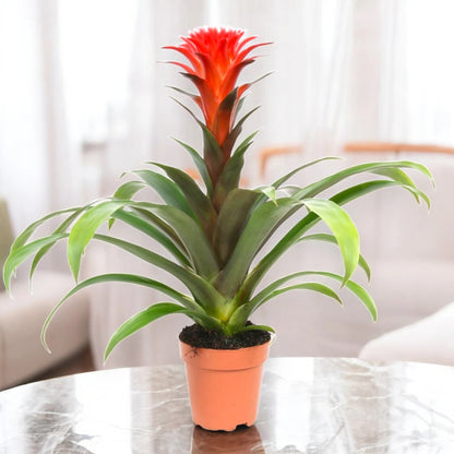 Dettaglio delle brattee colorate e foglie lucide della Guzmania Hope, bromeliacea da appartamento