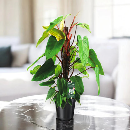 Philodendron 'Red Emerald'