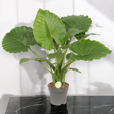 Alocasia gageana