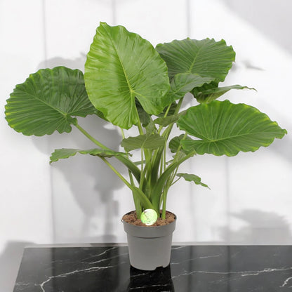 Alocasia gageana