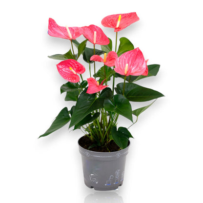 Anthurium Karma Pink con spate rosa pallido e foglie lucide verde scuro in vaso decorativo
