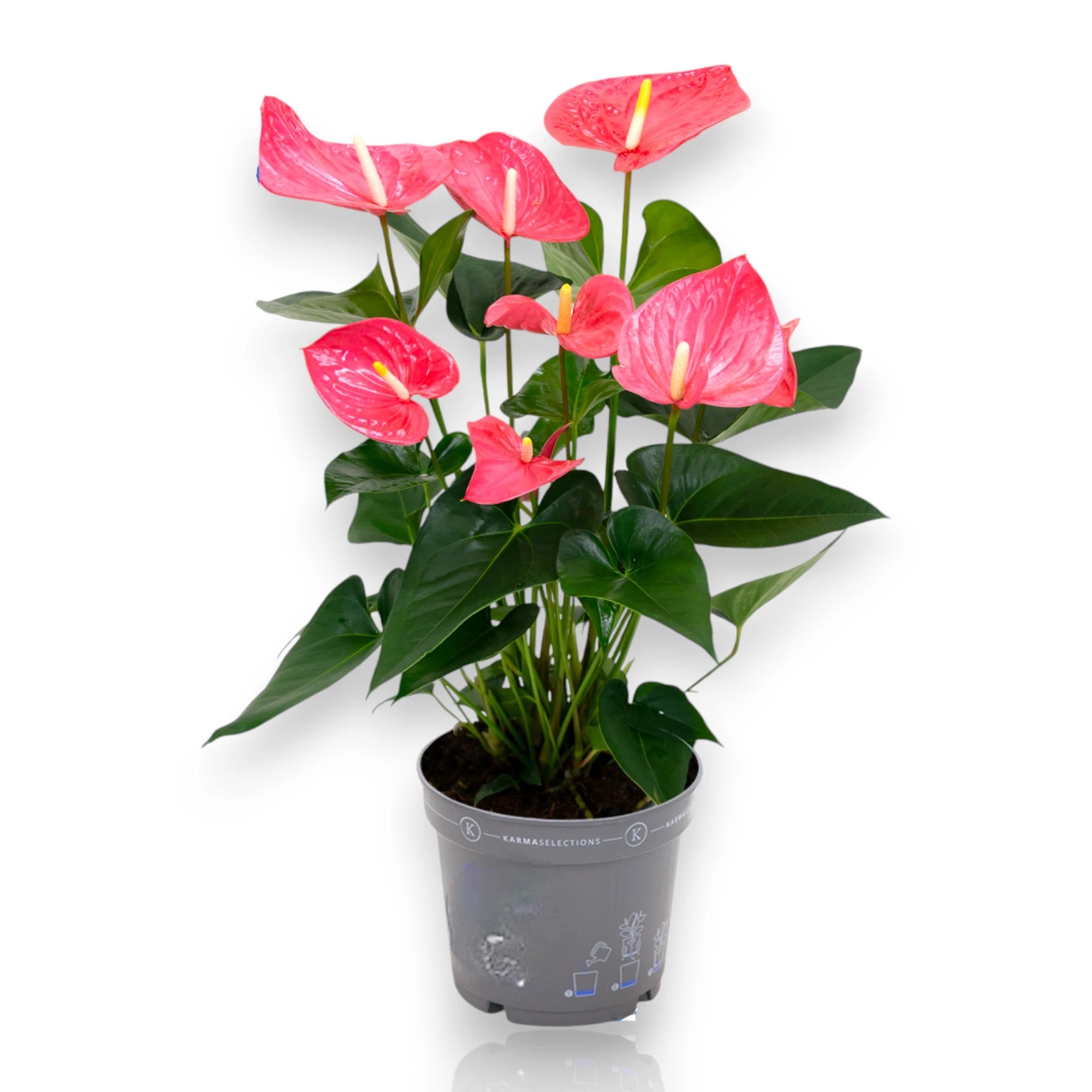 Anthurium Karma Pink con spate rosa pallido e foglie lucide verde scuro in vaso decorativo