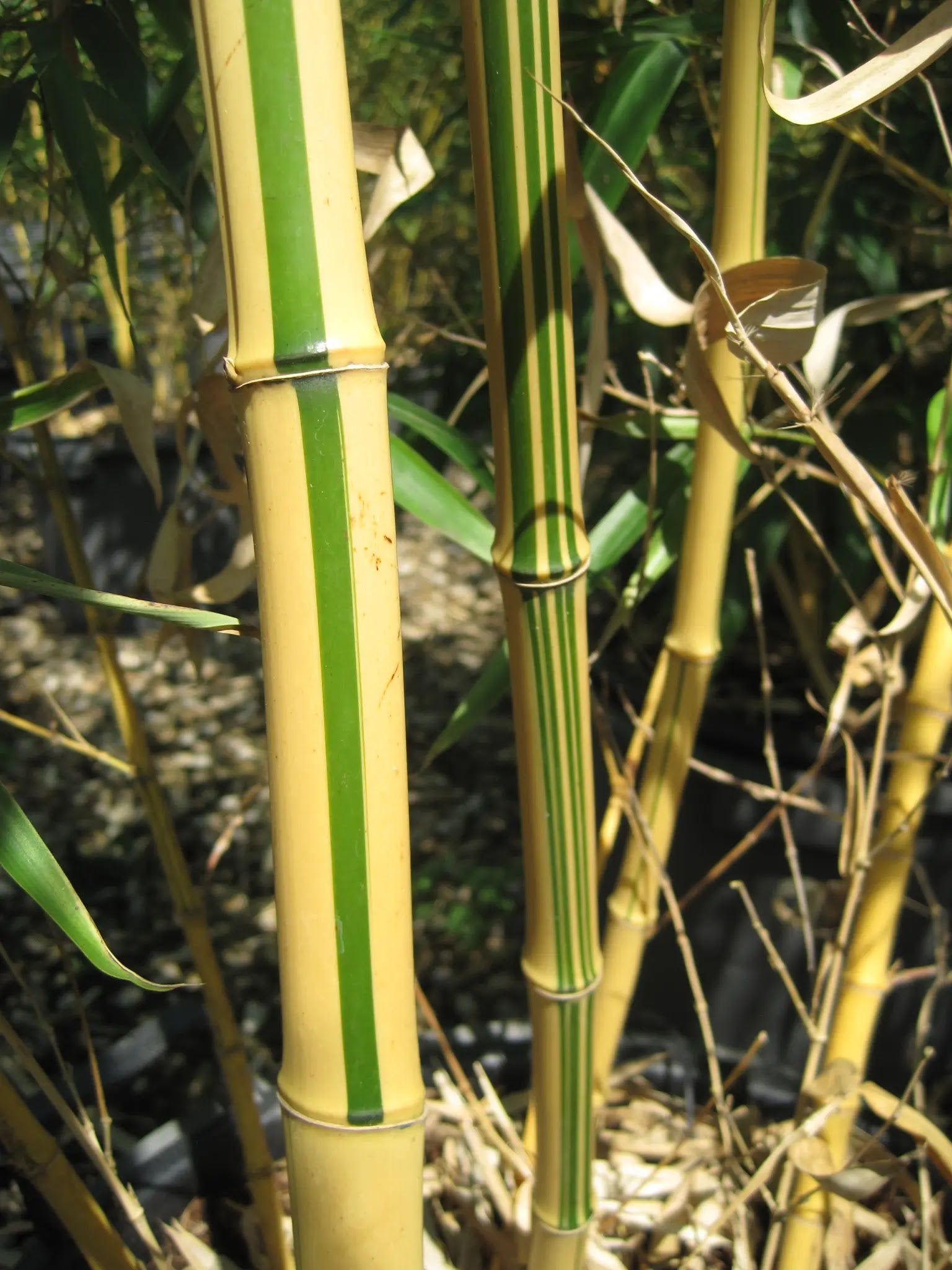 Bambù gigante Phyllostachys vivax Aureocaulis con culmi dorati in giardino, altezza 10-15 metri