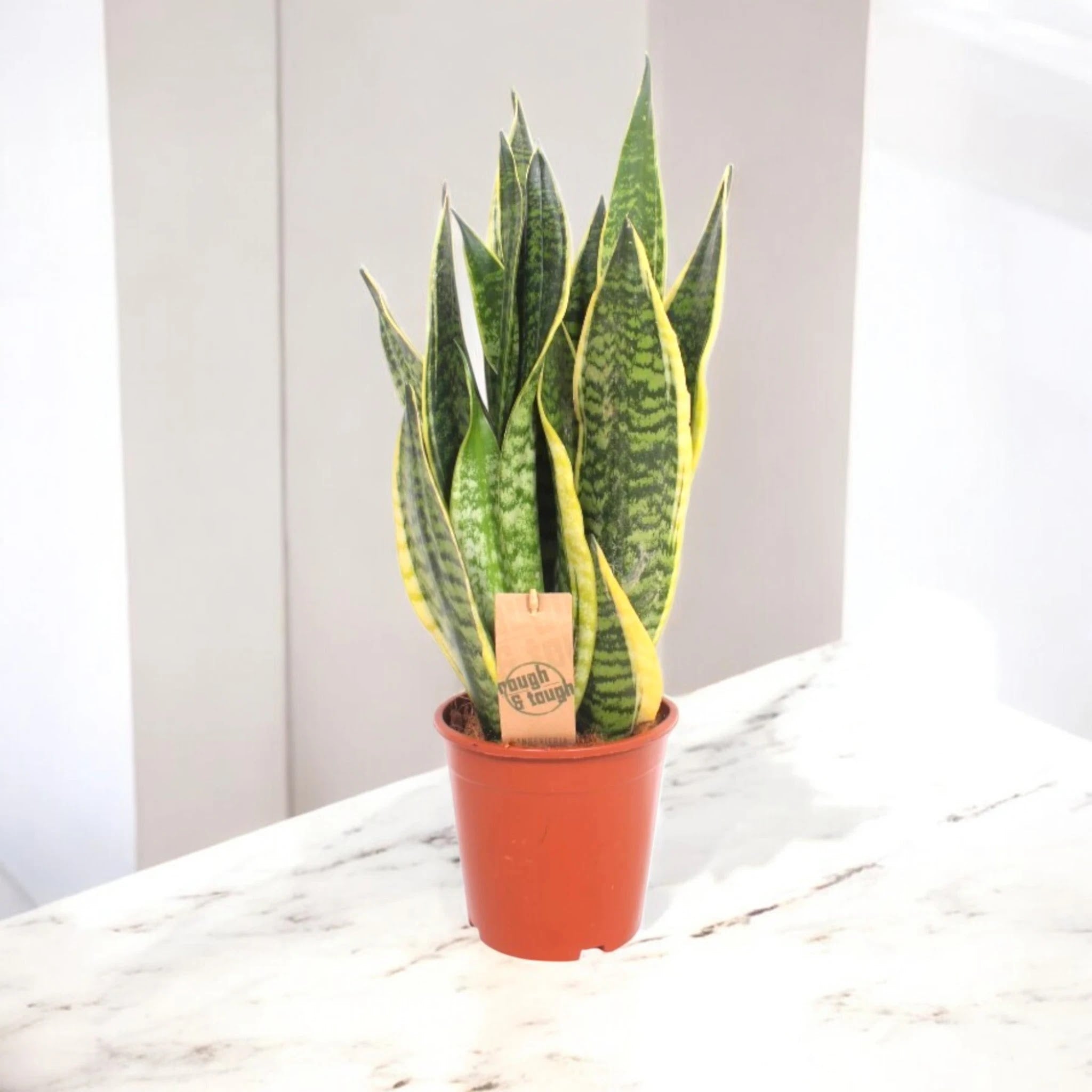 Sansevieria trifasciata 'Futura Superba'