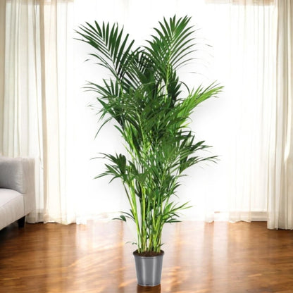 Howea forsteriana (Kentia)