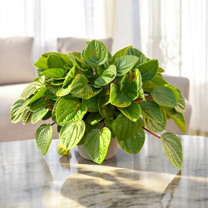 Peperomia albovittata 'Rana verde'