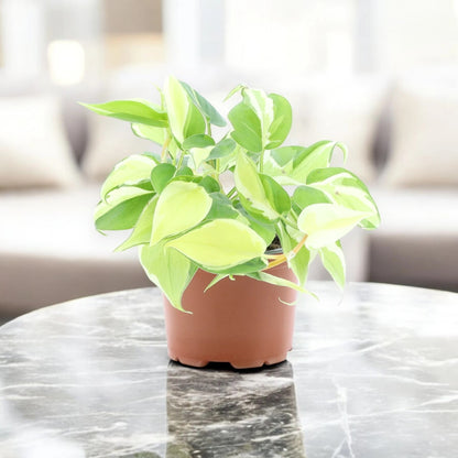 Philodendron scandens