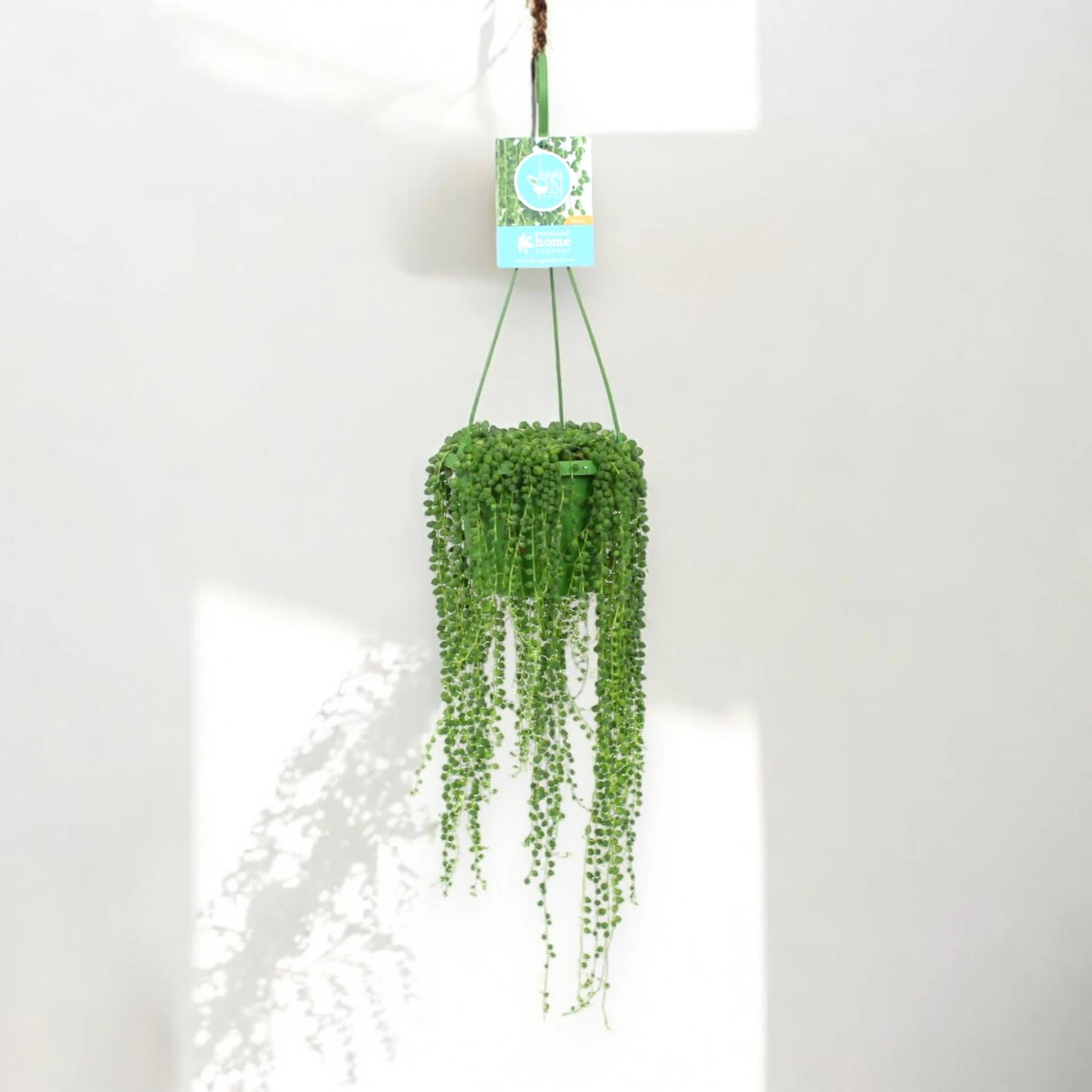 Senecio rowleyanus