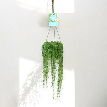 Senecio rowleyanus