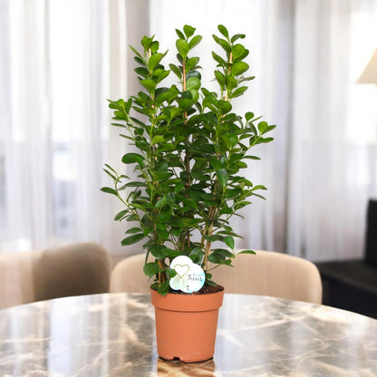 Ficus microcarpa 'Moclame'