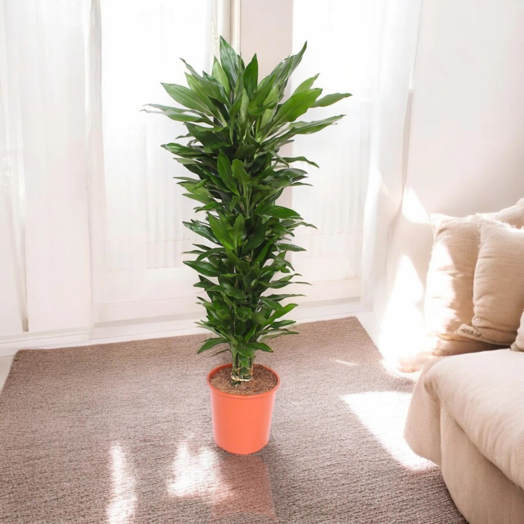 Dracaena fragrans 'Janet Lind'