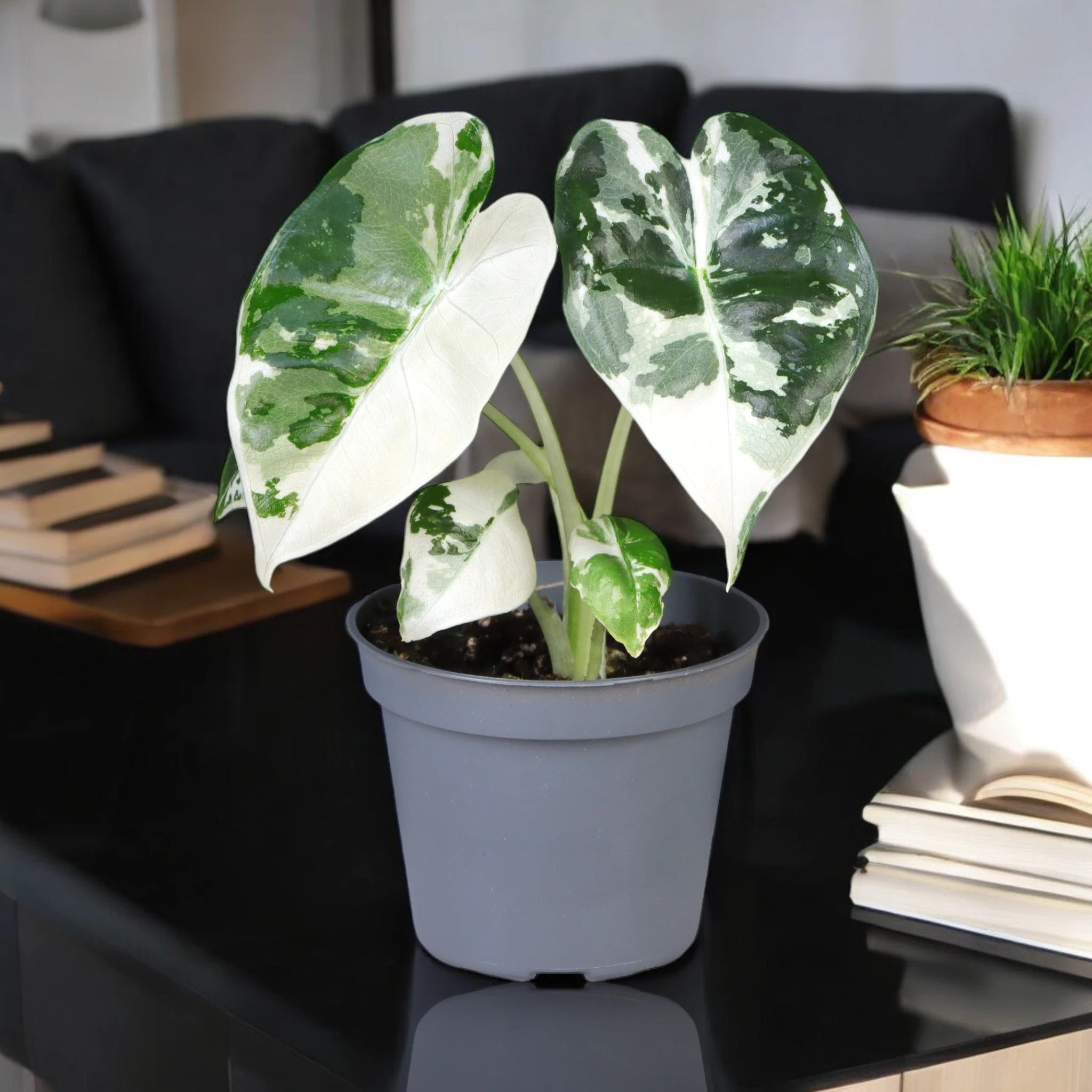 Alocasia variegata