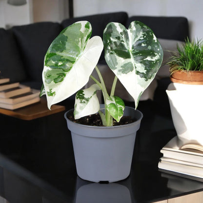 Alocasia variegata