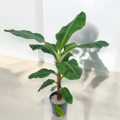 Dettaglio foglia di Musa Dwarf Cavendish che si srotola mostrando la tipica nervatura del banano