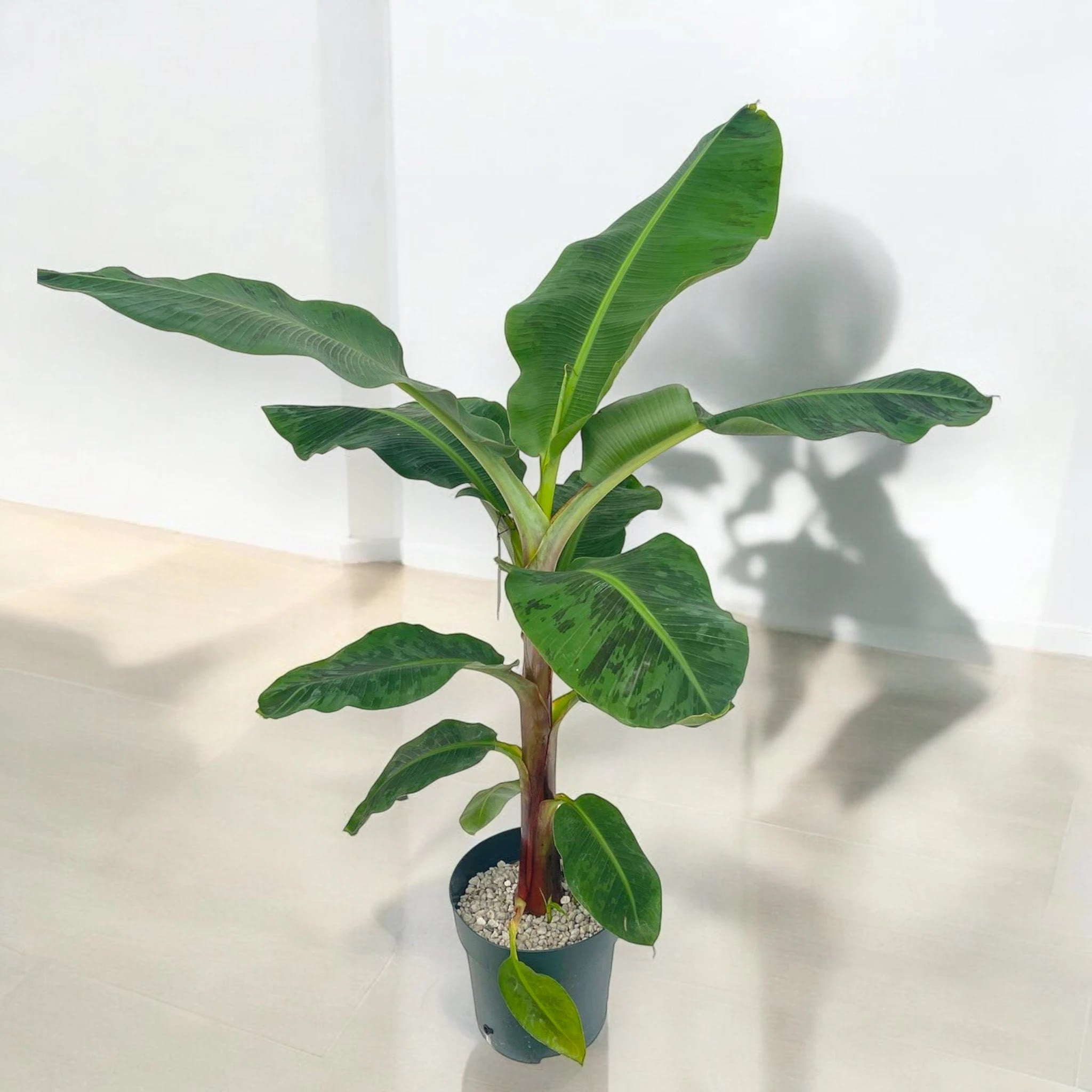 Dettaglio foglia di Musa Dwarf Cavendish che si srotola mostrando la tipica nervatura del banano