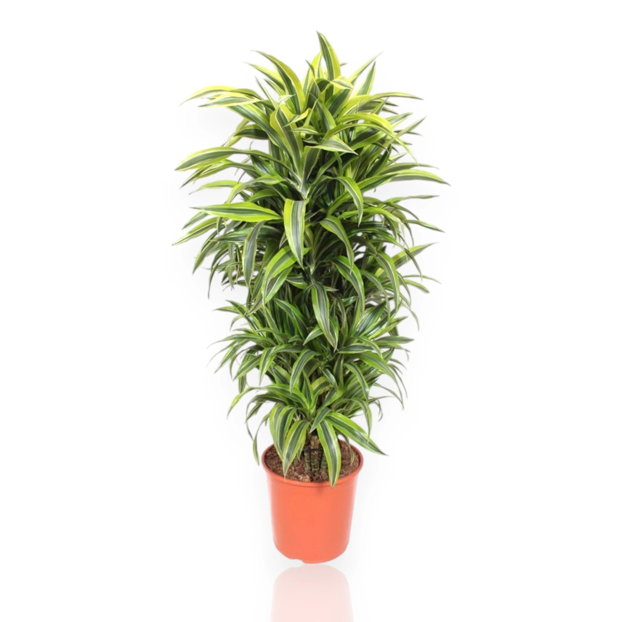 Nandina domestica 'Lemon-Lime'