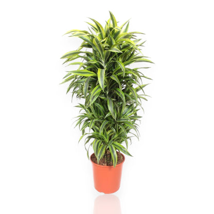 Nandina domestica 'Lemon-Lime'