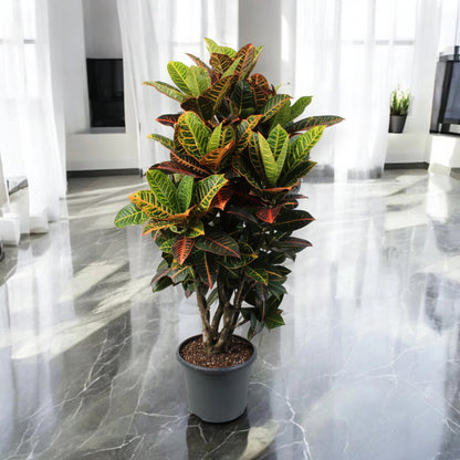 Codiaeum variegatum 'Petra'