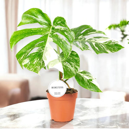 Monstera deliciosa