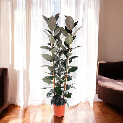 Ficus elastica 'Abidjan'