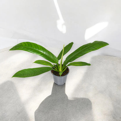 Dettaglio foglia Philodendron Campii con variegature crema e striature su base verde scuro