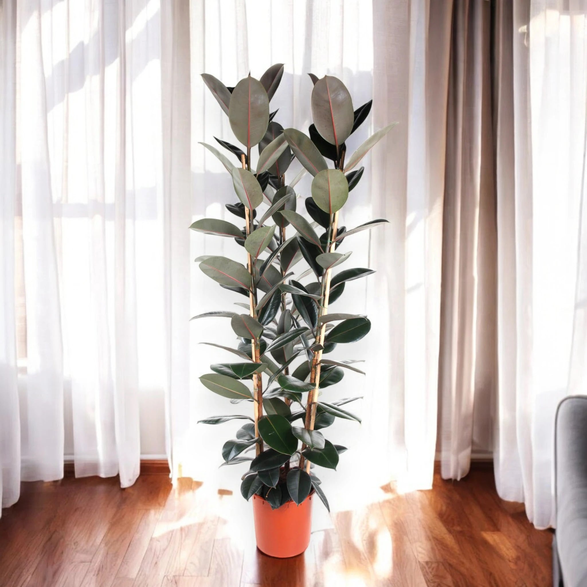 Ficus elastica 'Abidjan'