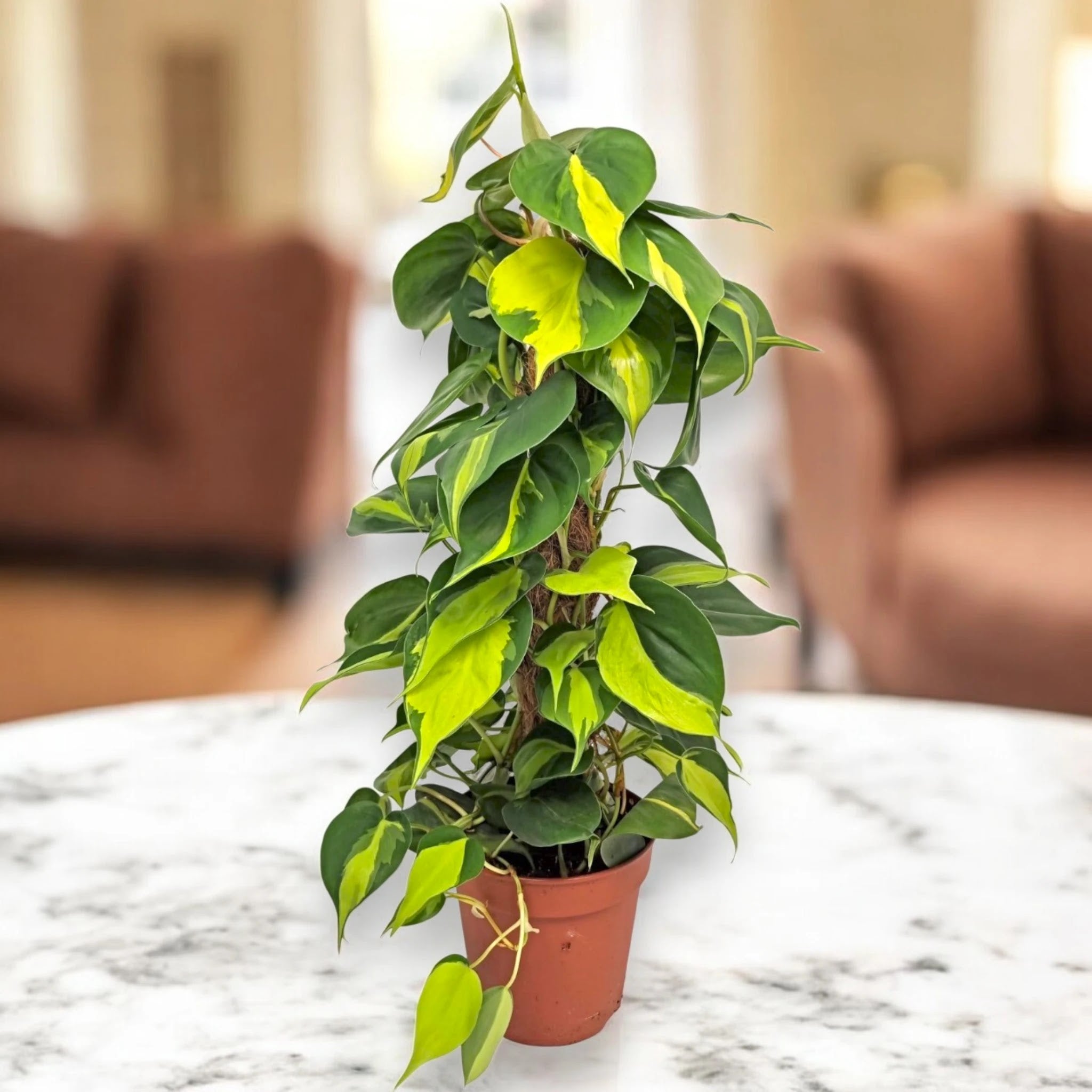 Philodendron scandens 'Brasil'