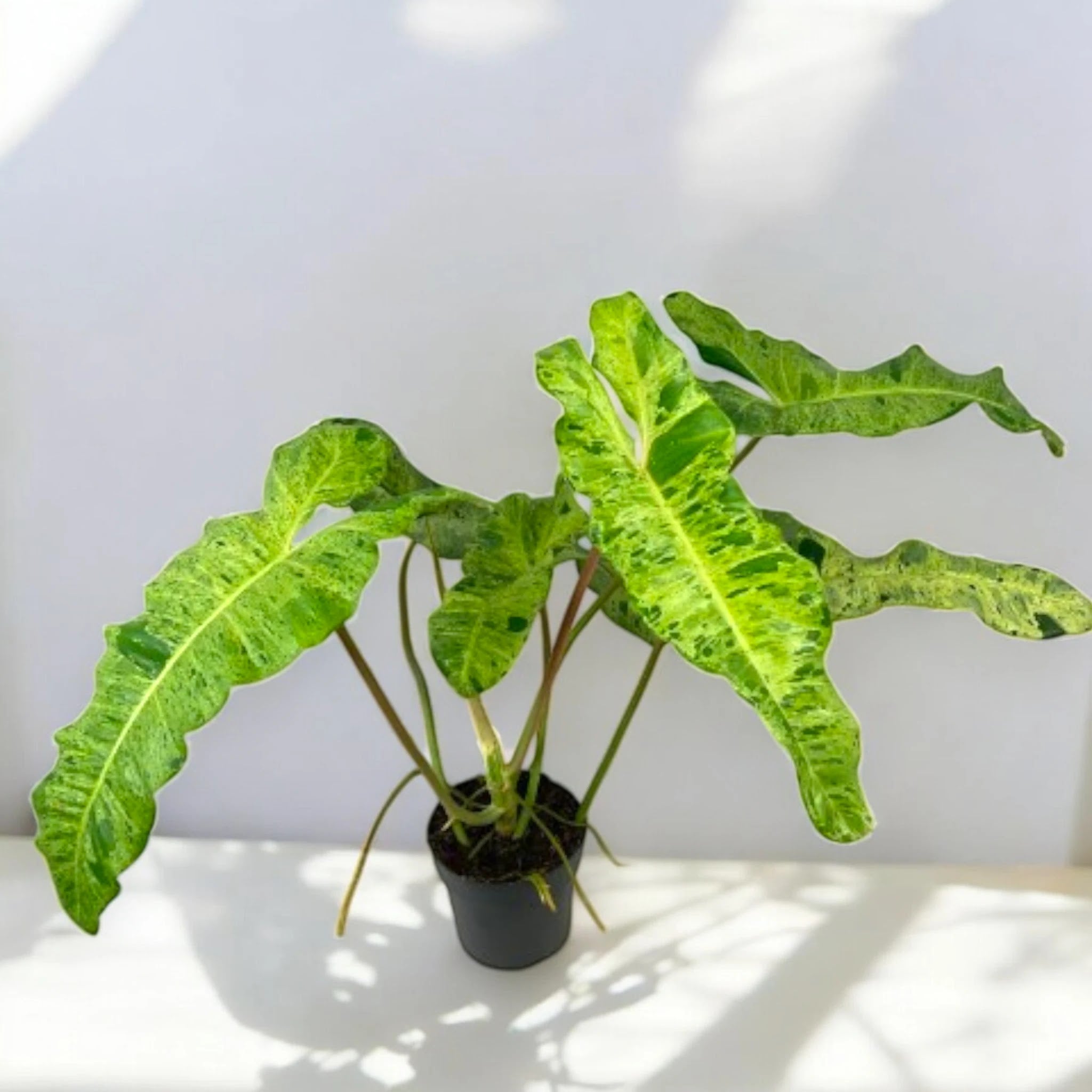 Philodendron paraiso Verde