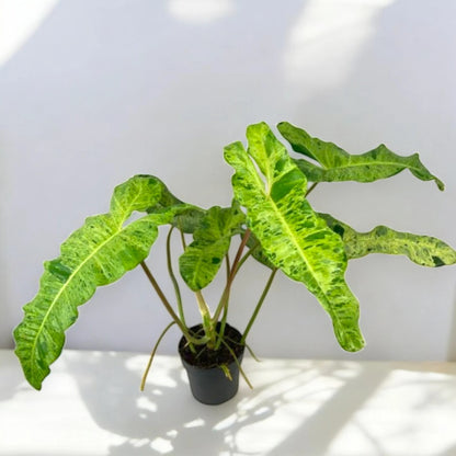Philodendron paraiso Verde