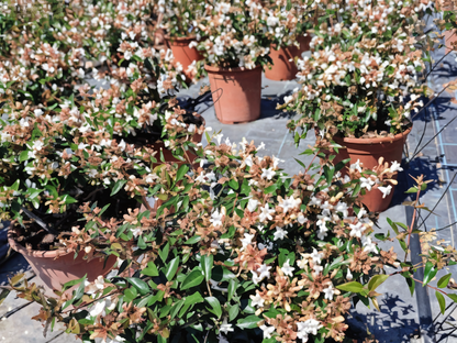 Abelia grandiflora