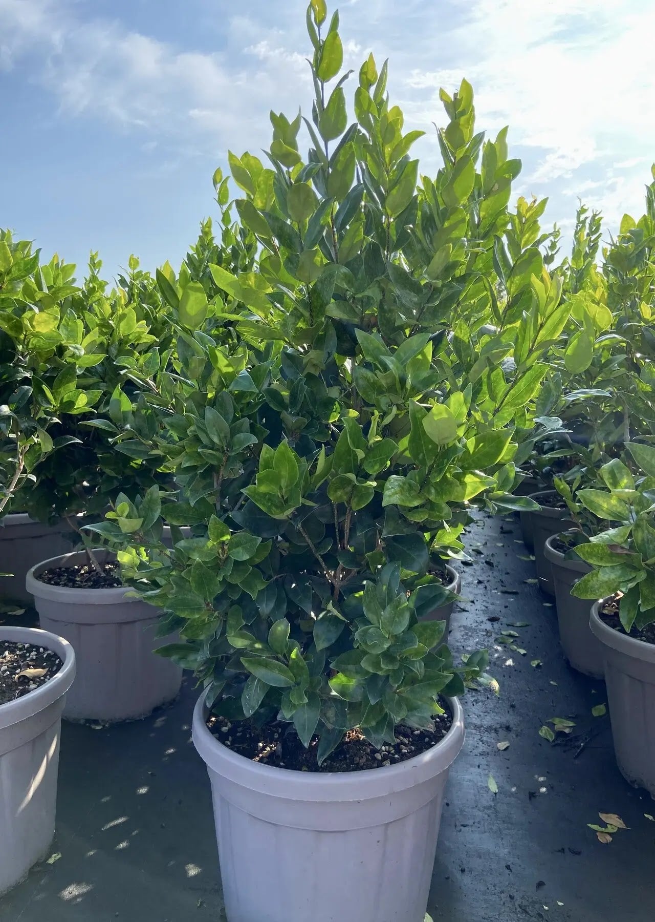 Ligustro - Ligustrum texanum
