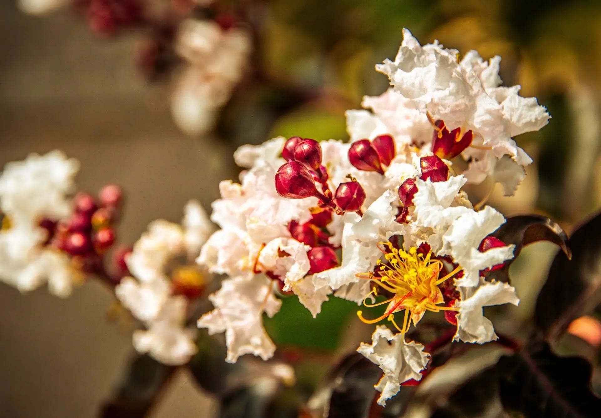 Lagerstroemia indica 'Black Solitaire Pure White'