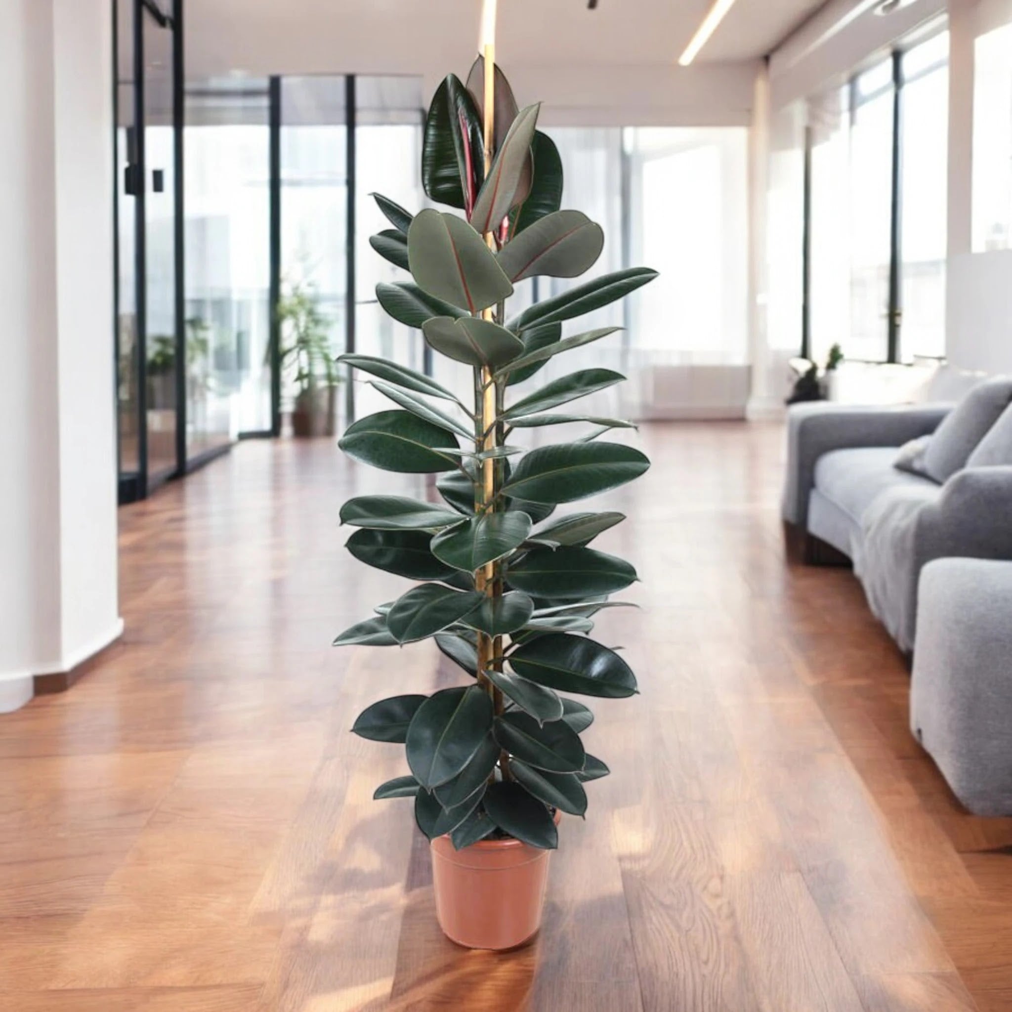 Ficus elastica 'Abidjan'