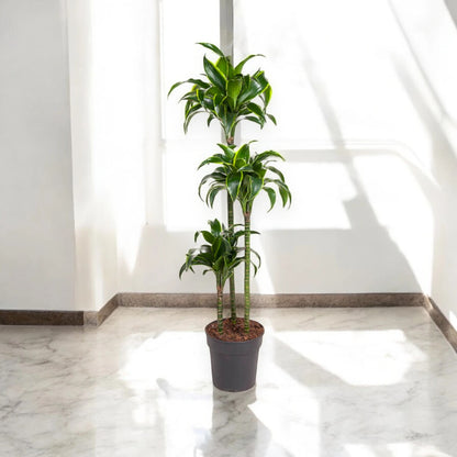 Dracaena fragrans 'Dorado'