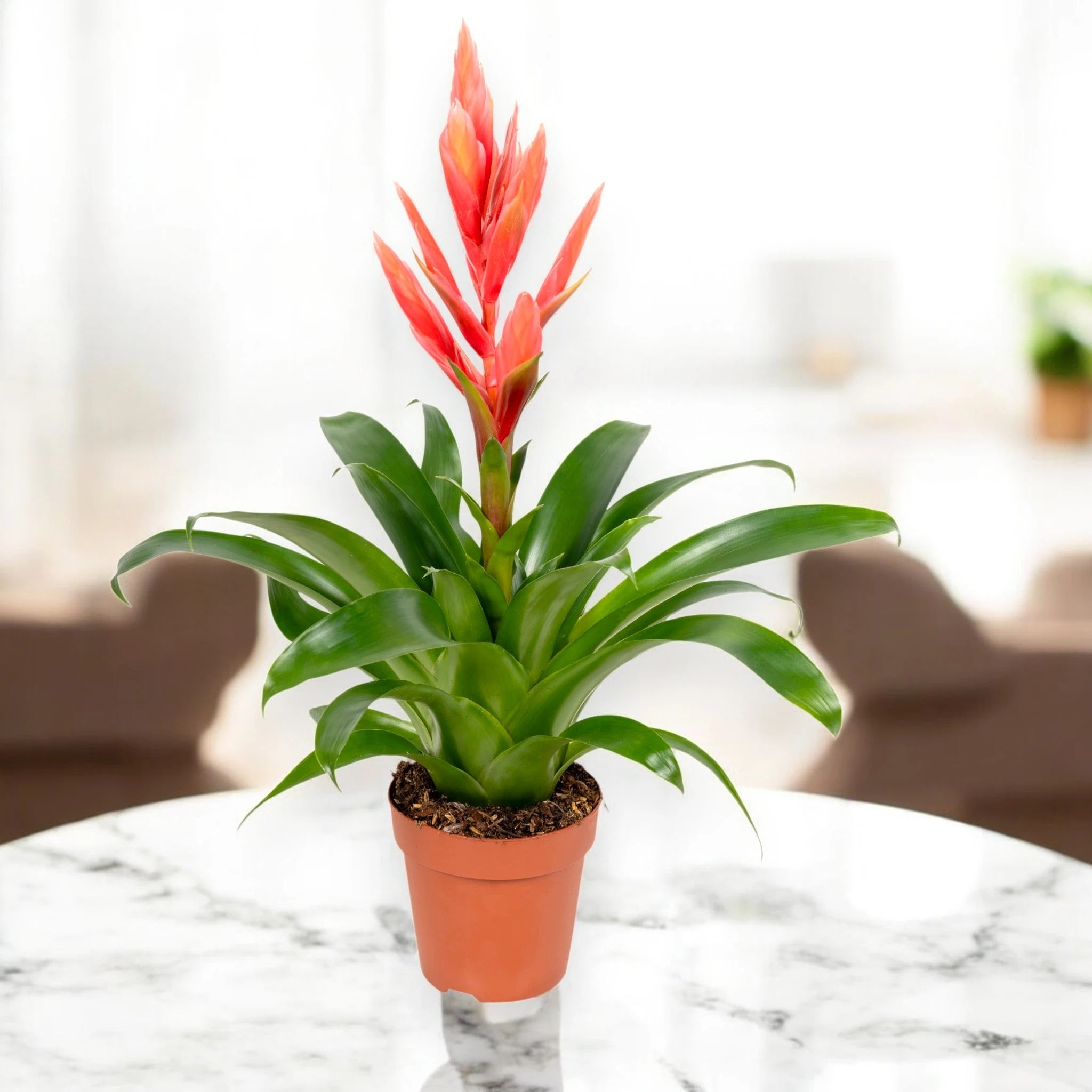 Tillandsia 'Ziva'