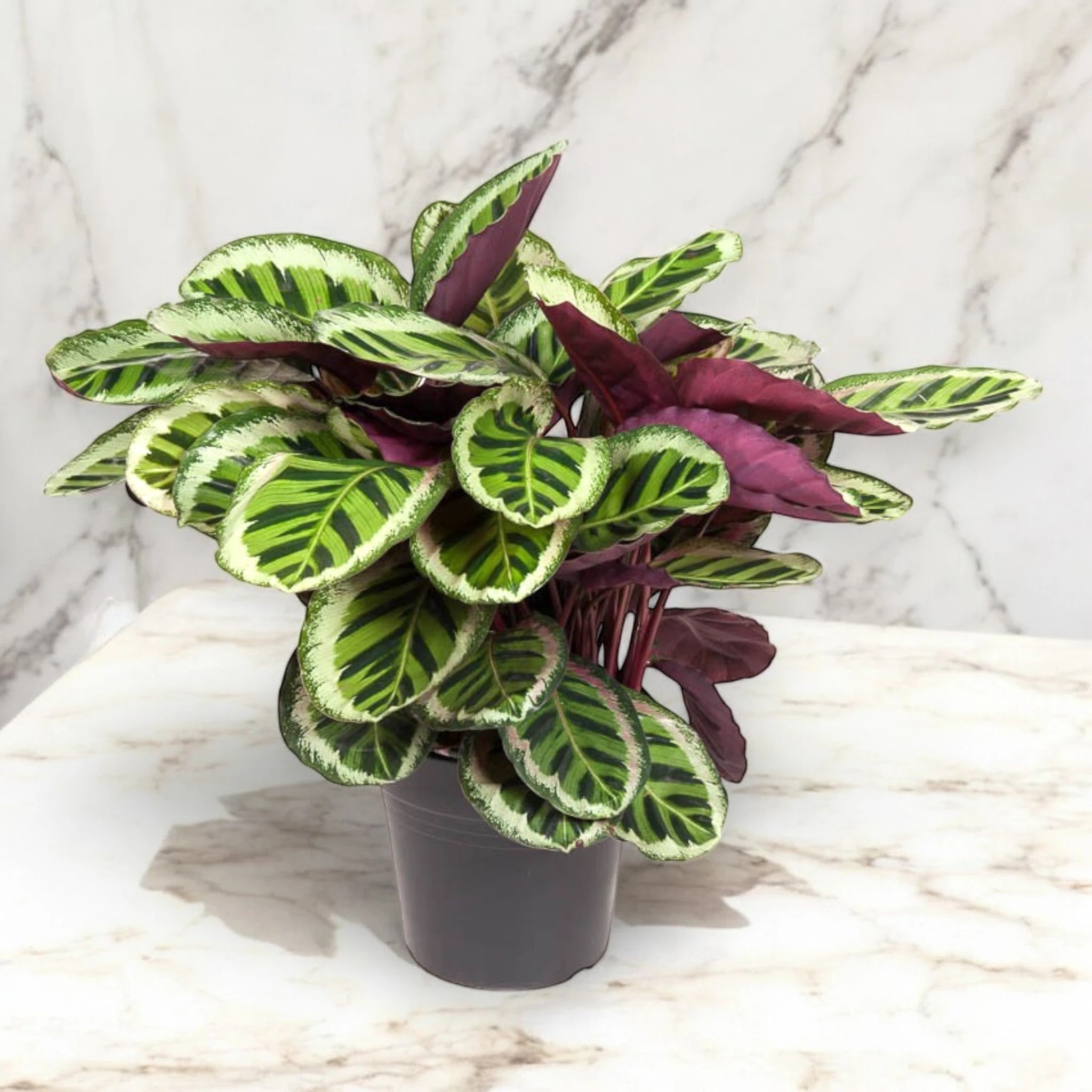 Calathea roseopicta 'Angela'