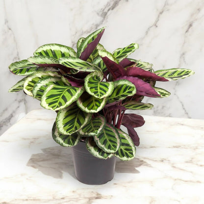 Calathea roseopicta 'Angela'