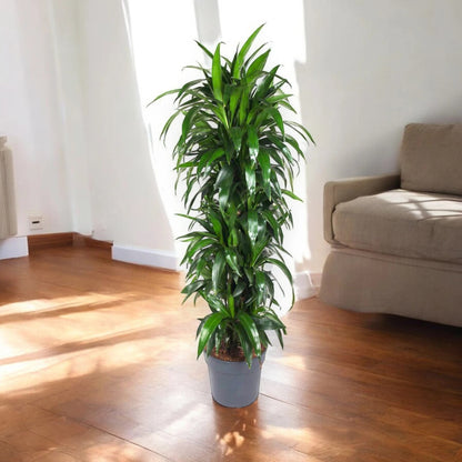 Dracaena fragrans 'Janet craig'