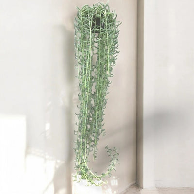 Dettaglio foglie carnose curve del Senecio radicans simili a piccole banane verdi