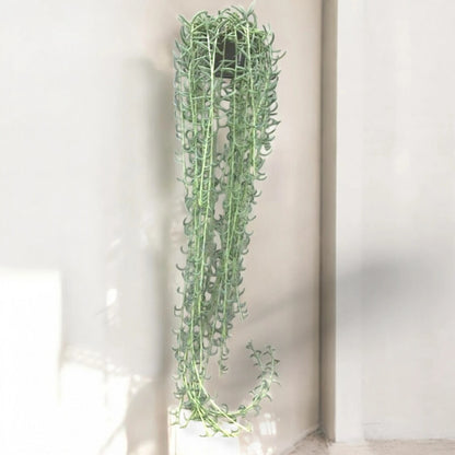 Dettaglio foglie carnose curve del Senecio radicans simili a piccole banane verdi